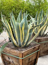 Agave Americana Variegata (Variegated Century Plant) Delivery