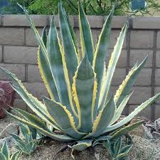 Agave Americana Variegata (Variegated Century Plant) Delivery