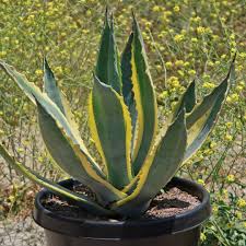 Agave Americana Variegata (Variegated Century Plant) Delivery